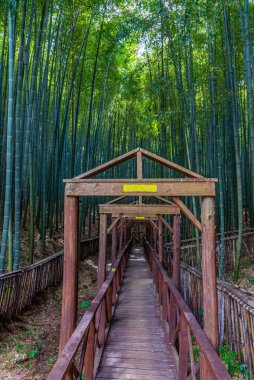 Kore Cumhuriyeti 'ndeki Boseong çay tarlalarında bambu ormanı.
