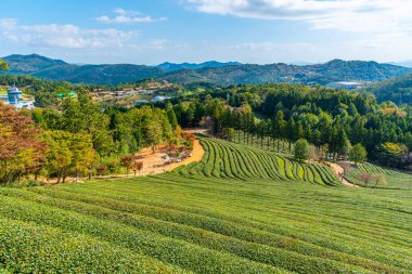 Kore Cumhuriyeti 'ndeki Boseong çay tarlalarında çay terasları.