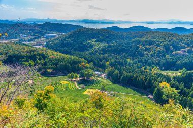 Kore Cumhuriyeti 'ndeki Boseong çay tarlalarında çay terasları.