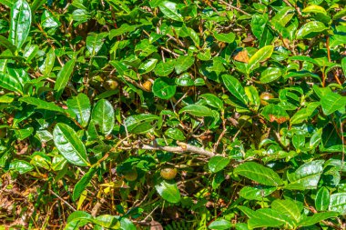 Kore Cumhuriyeti 'ndeki Boseong çay tarlalarındaki çay yaprakları.