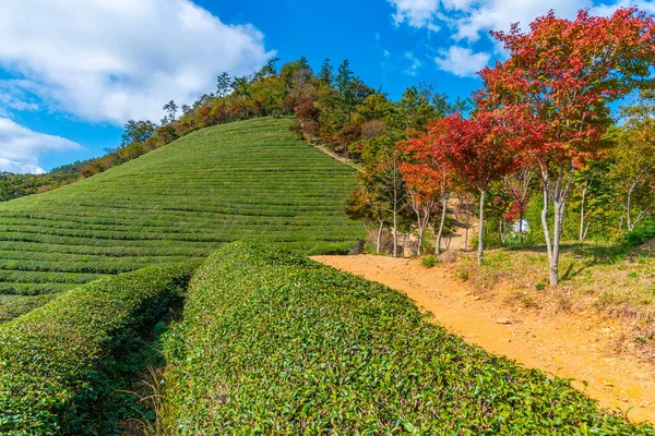 Tea Terraces Boseong Tea Plantations Republic Korea — Stock Photo, Image