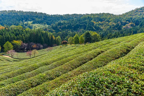 Tea Terraces Boseong Tea Plantations Republic Korea — Stock Photo, Image