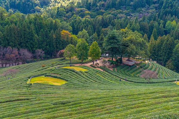 Tea Terraces Boseong Tea Plantations Republic Korea — Stock Photo, Image