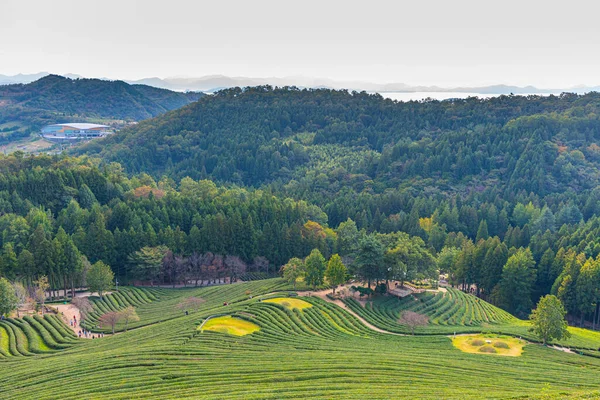 Terrasses Thé Dans Les Plantations Thé Boseong République Corée — Photo