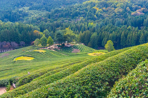 Tea Terraces Boseong Tea Plantations Republic Korea — Stock Photo, Image