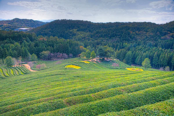 Tea Terraces Boseong Tea Plantations Republic Korea — Stock Photo, Image