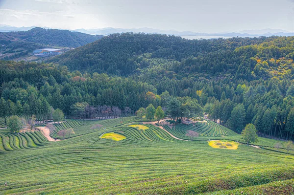 Teeterrassen Auf Den Teeplantagen Von Boseong Der Republik Korea — Stockfoto