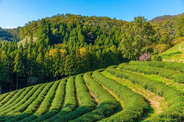 Tea Terraces Boseong Tea Plantations Republic Korea — Stock Photo, Image