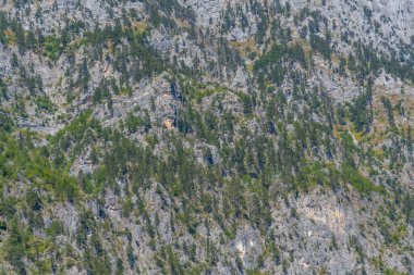 Arnavutluk 'taki Valbona vadisinin dik yamaçlarındaki ağaçlar