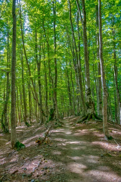 Wald Den Bergen Albanien — Stockfoto