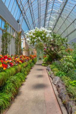 Yeni Zelanda 'daki Auckland Domain Kış Bahçeleri