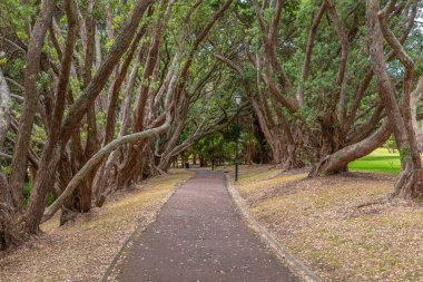 Yeni Zelanda 'daki Auckland Alan Parkı