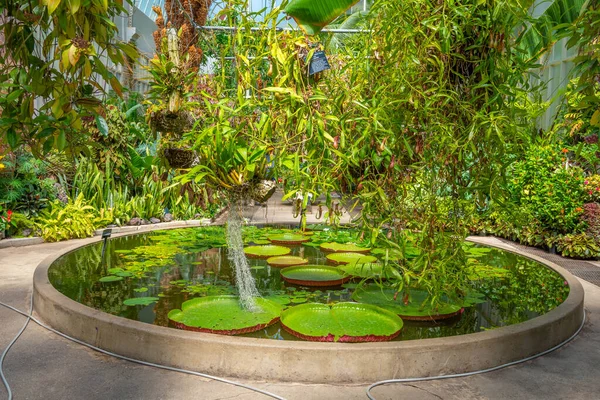 Auckland Domain Wintergardens Nova Zelândia — Fotografia de Stock