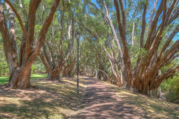 Parque Domínio Auckland Nova Zelândia — Fotografia de Stock