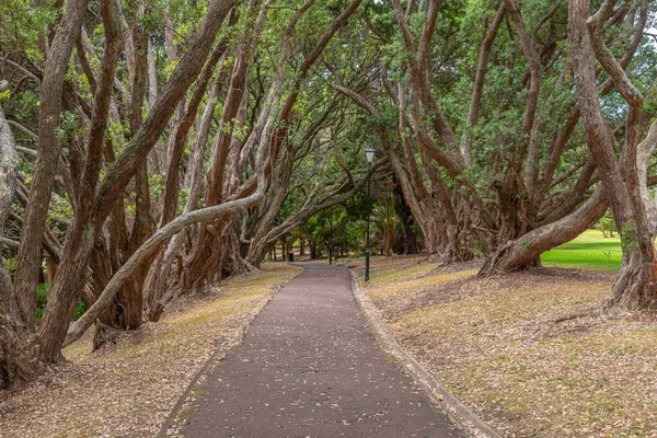 Auckland Domain Park Zélandon — Stock Fotó