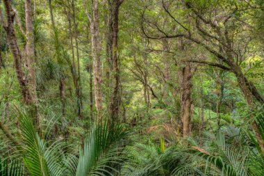 Whangarei, Yeni Zelanda 'daki A. H. Reed Memorial Kauri Parkı