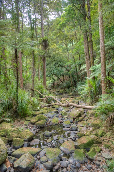 Reed Memorial Kauri Park Whangarei Zéland — Stock Fotó