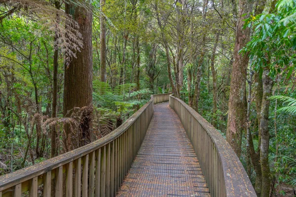 Reed Memorial Kauri Park Whangarei Nieuw Zeeland — Stockfoto