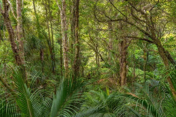 Reed Memorial Kauri Park Whangarei Nueva Zelanda — Foto de Stock