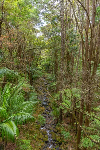 Reed Memorial Kauri Park Whangarei Neuseeland — Stockfoto