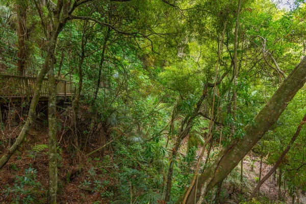 Reed Memorial Kauri Park Whangarei New Zealand — стокове фото