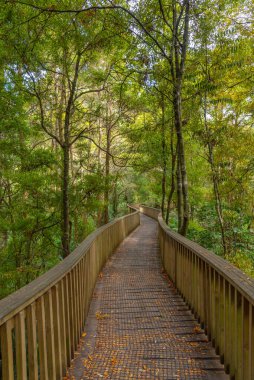Whangarei, Yeni Zelanda 'daki A. H. Reed Memorial Kauri Parkı