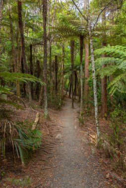 Whangarei, Yeni Zelanda 'daki A. H. Reed Memorial Kauri Parkı