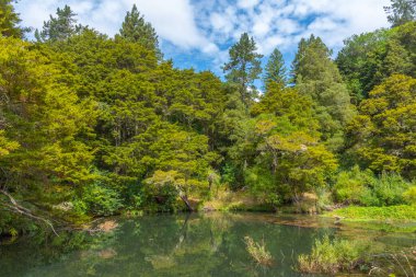 Whangarei yakınlarındaki nehir Yeni Zelanda 'ya dökülüyor.
