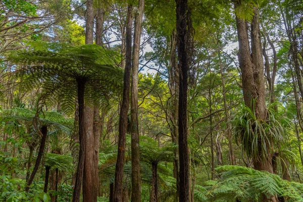 Reed Memorial Kauri Park Whangarei Neuseeland — Stockfoto