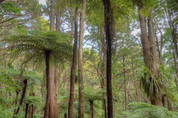 Reed Memorial Kauri Park Whangarei New Zealand — стокове фото