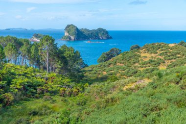 Yeni Zelanda 'daki Coromandel yarımadasının kıyısında.