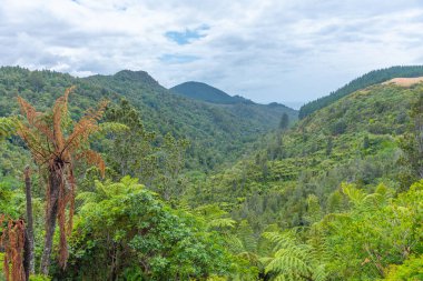 Coromandel yarımadasındaki ormanlar, Yeni Zelanda
