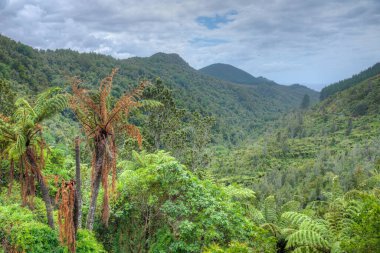 Coromandel yarımadasındaki ormanlar, Yeni Zelanda