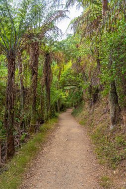 Yeni Zelanda 'daki Karangahake Boğazı' nda doğa yolu.