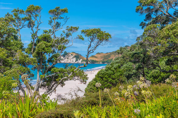 Aerial view of Hahei beach at Coromandel peninsula, New Zealand