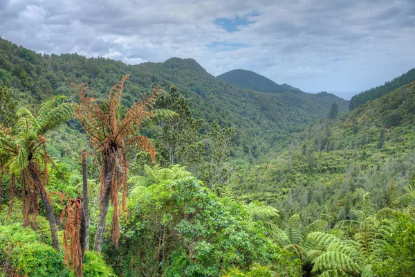 Bosques Península Coromandel Nueva Zelanda —  Fotos de Stock