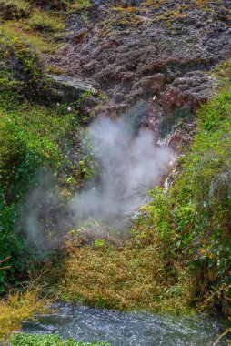 Yeni Zelanda 'daki Wairakei termal vadisinde fümeroller