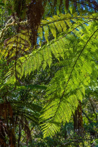뉴질랜드에 나무고사리 — 스톡 사진