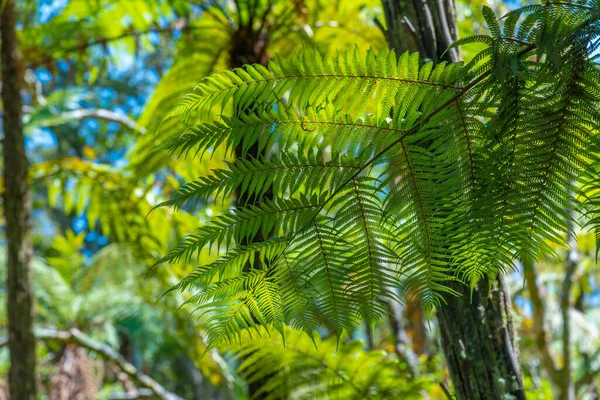 뉴질랜드에 나무고사리 — 스톡 사진