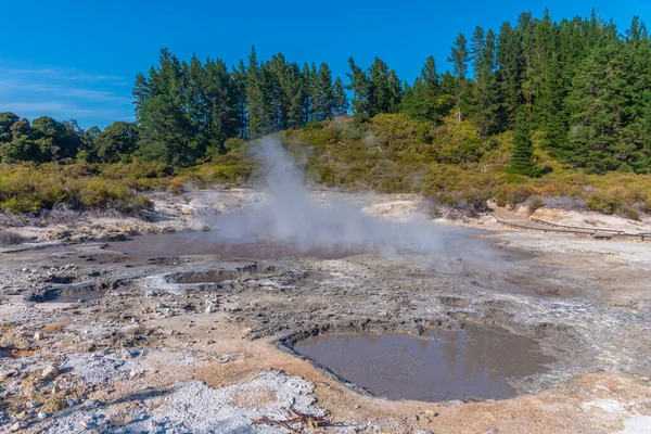 Геотермальний Заповідник Hell Gate New Zealand — стокове фото