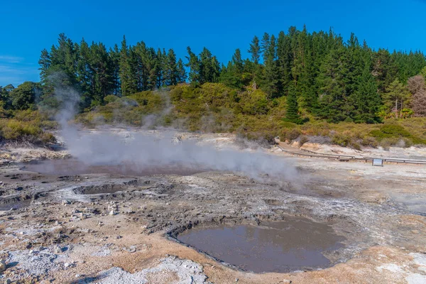 Hell Gate Geotermikus Rezervátum Zélandon — Stock Fotó