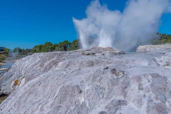 Pohutu Geyser Puia Village Rotorua New Zealand — Stock Photo, Image