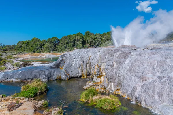 Geyser Pohutu Aldeia Puia Perto Rotorua Nova Zelândia — Fotografia de Stock