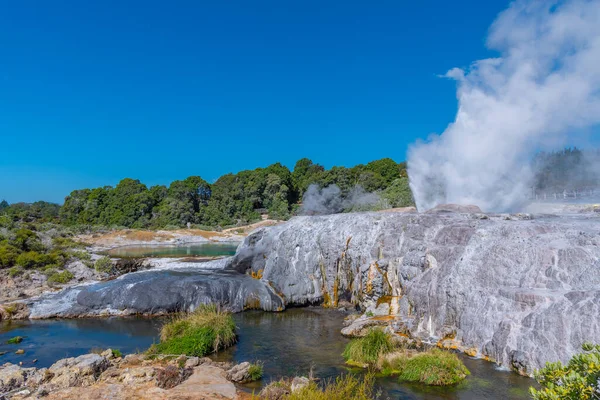 Geyser Pohutu Aldeia Puia Perto Rotorua Nova Zelândia — Fotografia de Stock