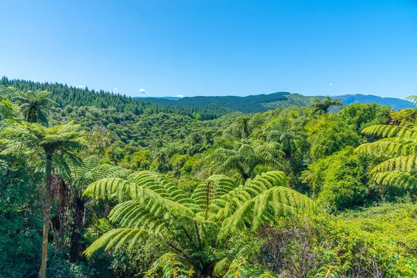 Foresta Nella Valle Vulcanica Waimangu Nuova Zelanda — Foto Stock