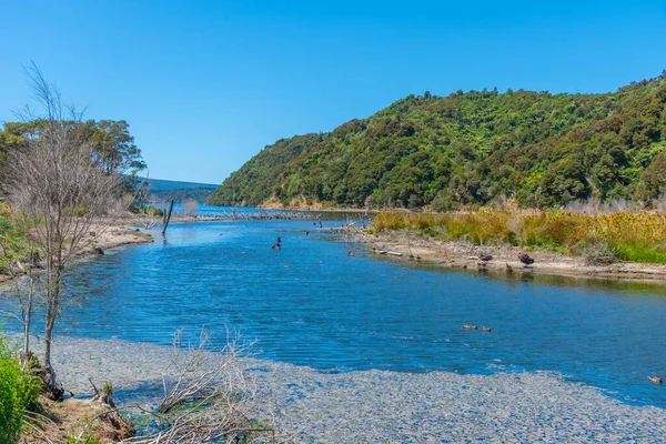 Yeni Zelanda Daki Rotomahana Gölü Nde Siyah Kuğular — Stok fotoğraf