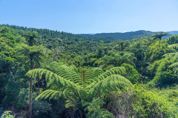 Foresta Nella Valle Vulcanica Waimangu Nuova Zelanda — Foto Stock