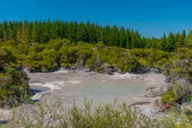 Yeni Zelanda 'daki Wai-O-Tapu' da çamur birikintileri