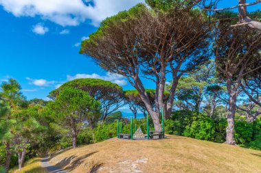 Yeni Zelanda 'daki Wellington Botanik Bahçesi' nde bitki örtüsü
