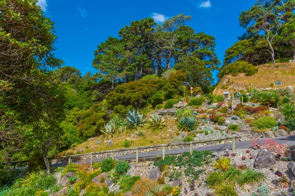 Plantas Coloridas Wellington Jardim Botânico Nova Zelândia — Fotografia de Stock